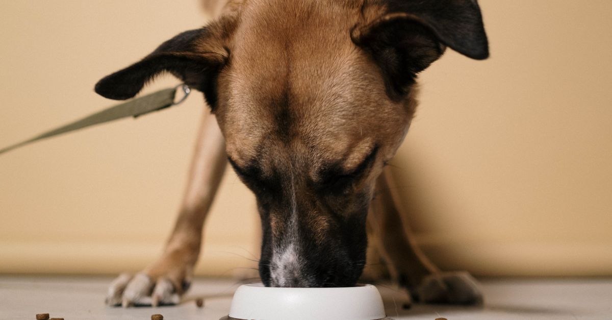 découvrez nos gamelles pour chiens innovantes, alliant design moderne et fonctionnalité pour le confort et la santé de votre animal.