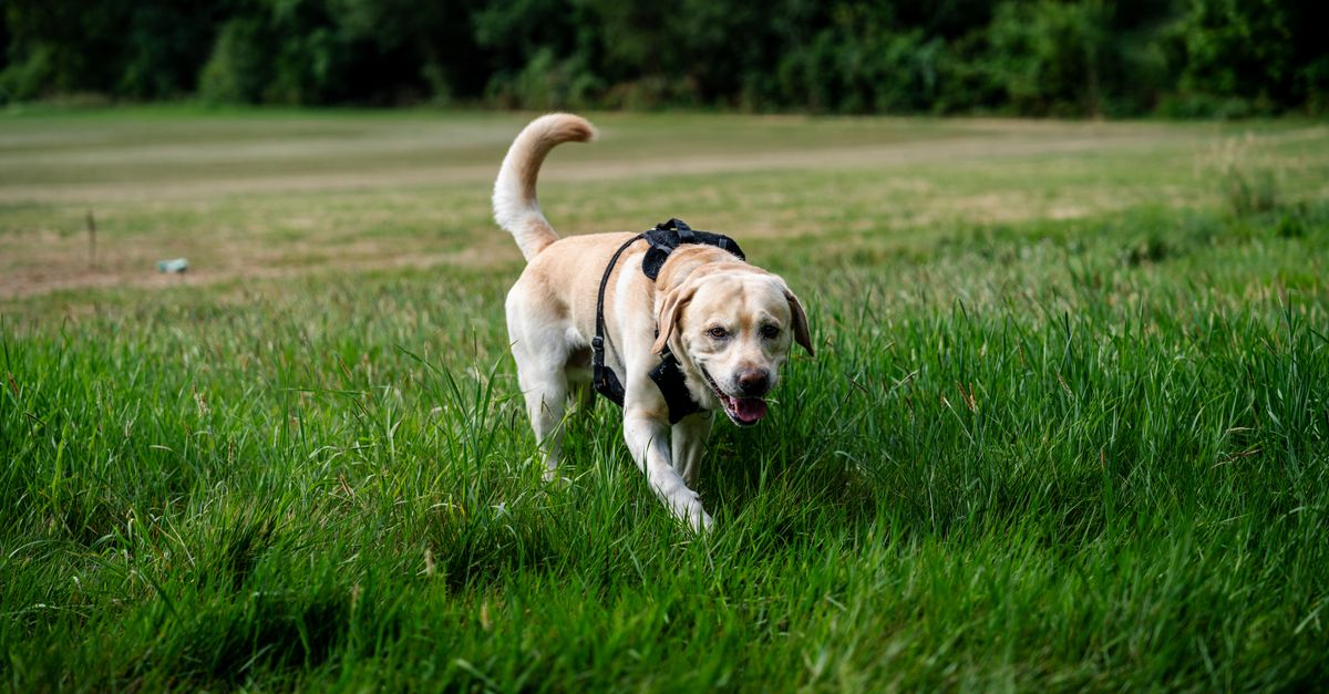 harnais pour grand chien confortable et résistant, offrant un maintien optimal pour les balades en toute sécurité.
