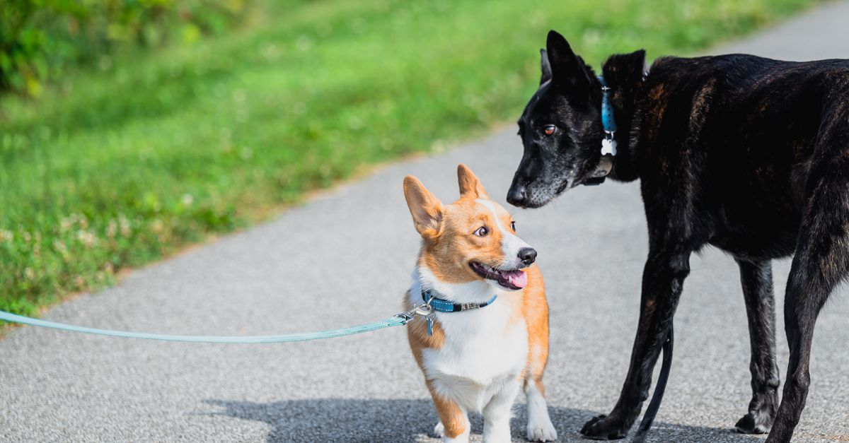 découvrez notre laisse rétractable pour chien, alliant praticité et confort lors de vos promenades. contrôle facile et sécurité assurée.