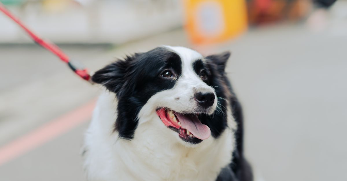 laisse rétractable pratique et sécurisée pour promener votre chien en toute liberté et contrôle.