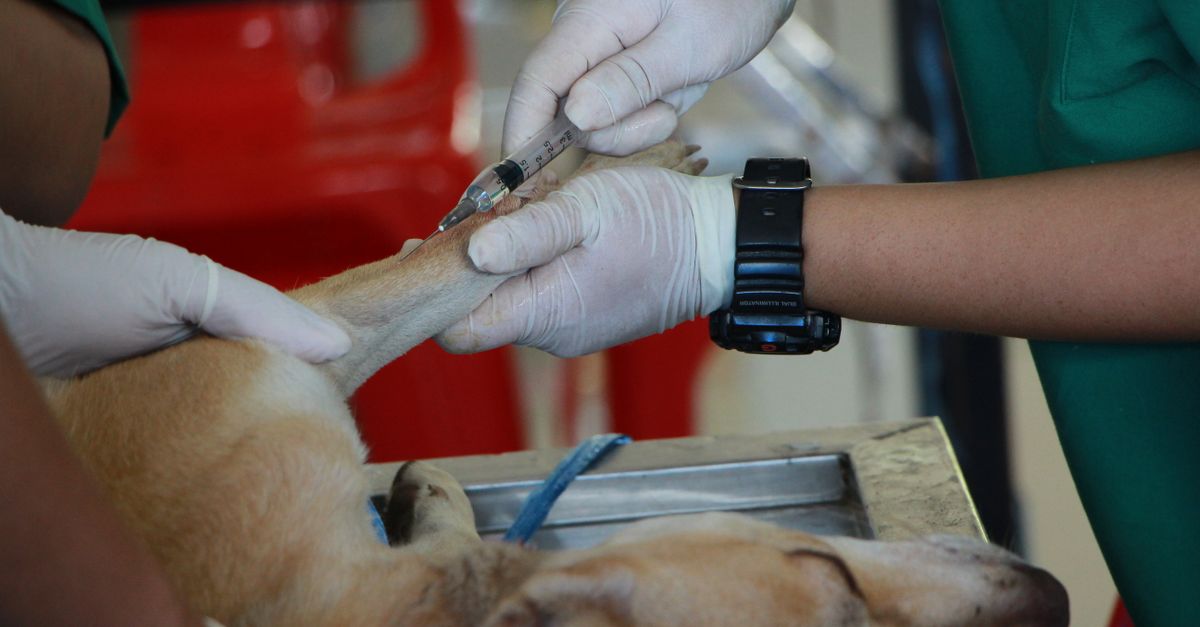 Zoetis vs merial traitements vétérinaires innovants pour chien en 2026